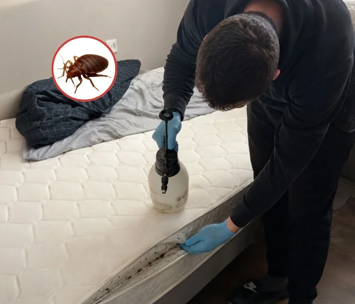 Technicien traitant un matelas contre les punaises de lit à Mantes-la-Ville